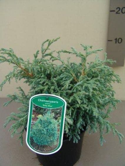  Dwergcypres (Chamaecyparis 'Baby Blue')