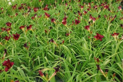  Daglelie (Hemerocallis 'Pardon Me')