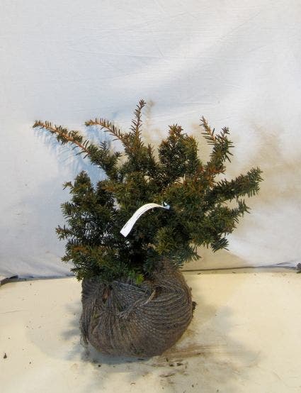  Taxus (Taxus Baccata 'Summergold')