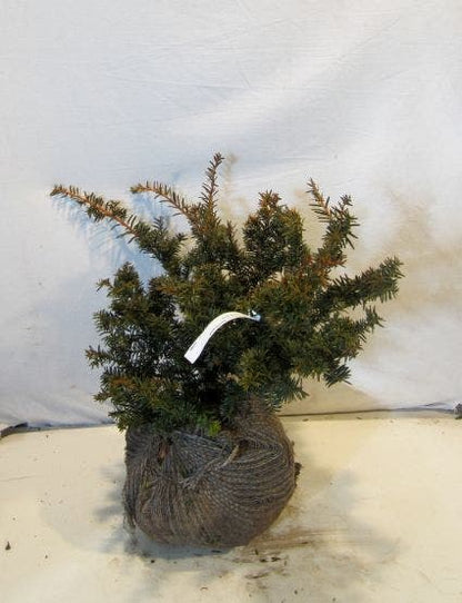  Taxus (Taxus Baccata 'Summergold')