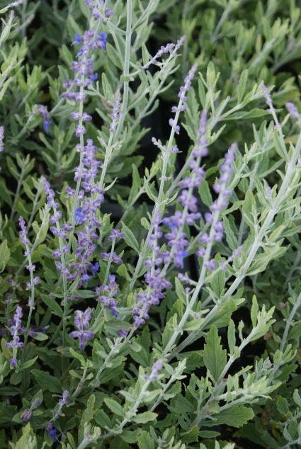  Reuzenlavendel (Perovskia Atriplicifolia 'Little Spire')