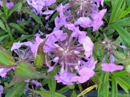  Vlambloem (Phlox Maculata 'Alpha')