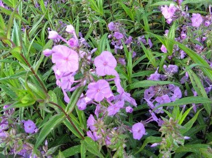  Vlambloem (Phlox Maculata 'Alpha')