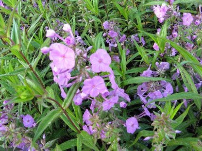  Vlambloem (Phlox Maculata 'Alpha')