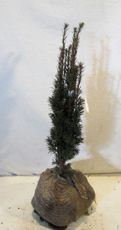  Zuiltaxus (Taxus Baccata 'Fastigiata Robusta')