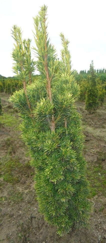  Gele Zuiltaxus (Taxus Baccata 'Fastigiata Aurea')