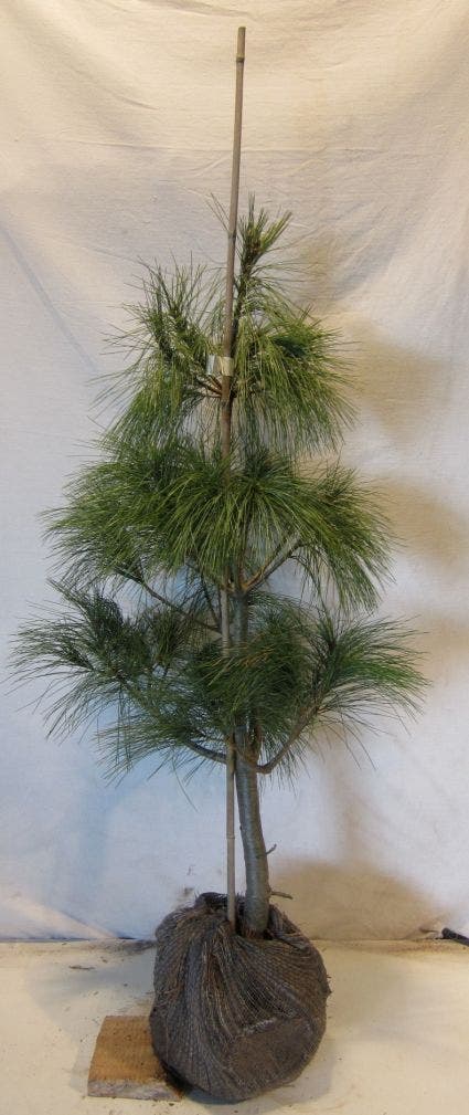  Treurden (Pinus Wallichiana)