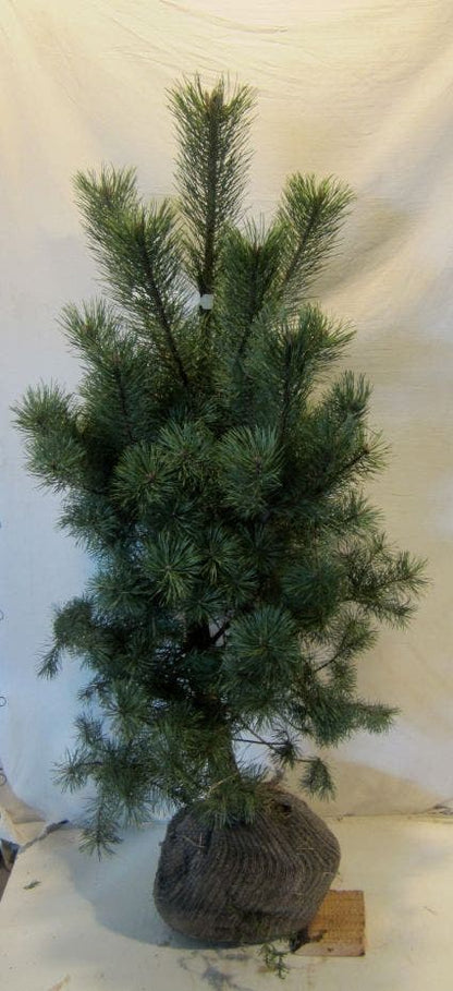  Grove Den, Solitair (Pinus Sylvestris)