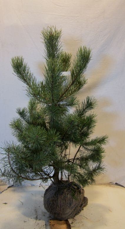  Grove Den, Solitair (Pinus Sylvestris)