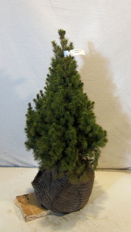  Spar (Picea Glauca 'Conica')