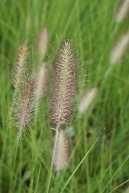  Lampepoetsersgras (Pennisetum Alopecuroides 'Reborn')
