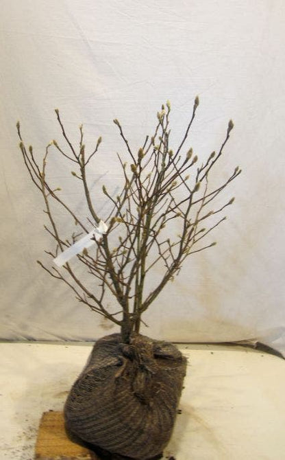  Stermagnolia Als Struik (Magnolia Stellata)