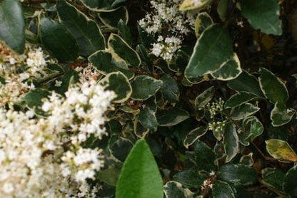  Texaanse Liguster/Liguster (Ligustrum Texanum 'Silver Star')