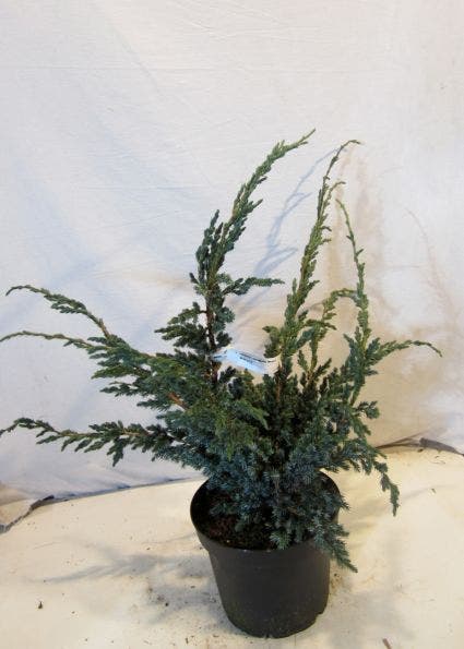  Jeneverbes (Juniperus Squamata 'Meyeri')