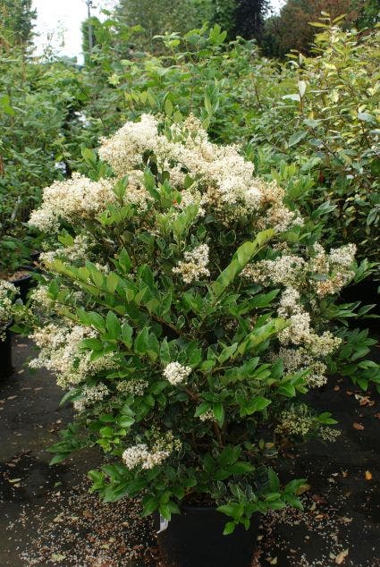  Texaanse Liguster/Liguster (Ligustrum Texanum 'Silver Star')