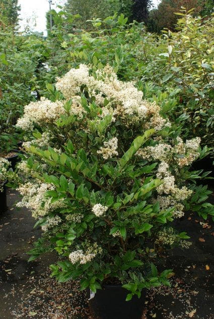  Texaanse Liguster/Liguster (Ligustrum Texanum 'Silver Star')