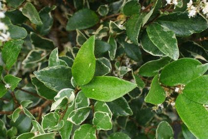  Texaanse Liguster/Liguster (Ligustrum Texanum 'Silver Star')
