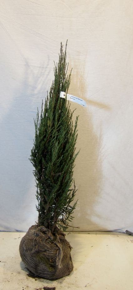  Jeneverbes (Juniperus Scopulorum 'Blue Arrow')