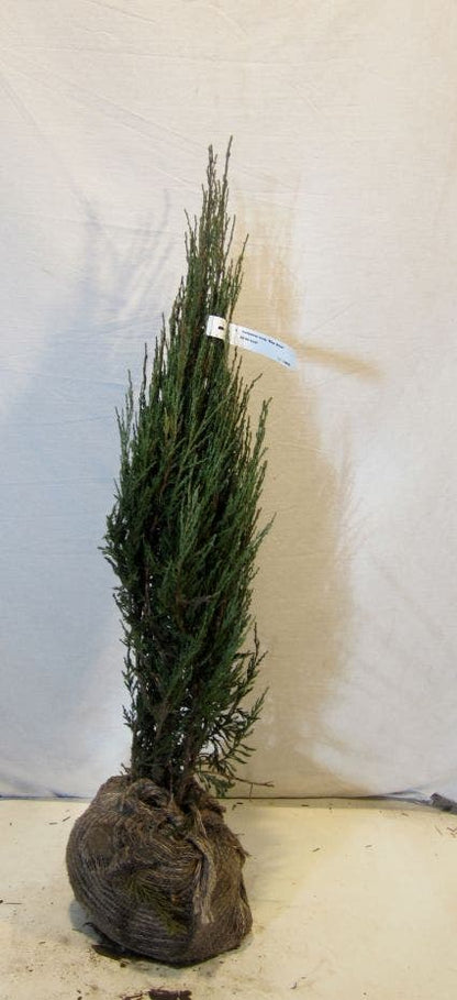  Jeneverbes (Juniperus Scopulorum 'Blue Arrow')