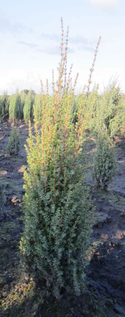  Jeneverbes (Juniperus Communis 'Arnold')