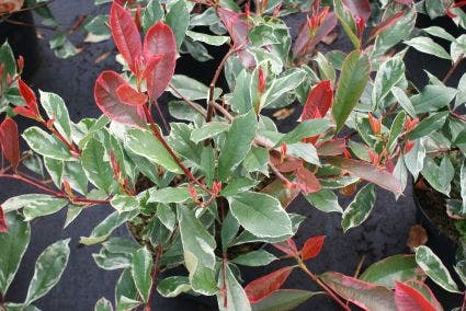  Glansmispel (Photinia Pink Marble)
