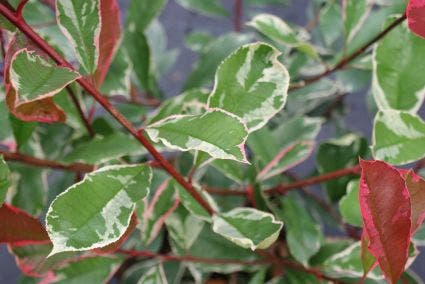  Glansmispel (Photinia Pink Marble)