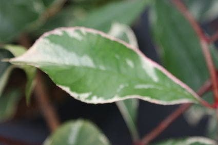  Glansmispel (Photinia Pink Marble)