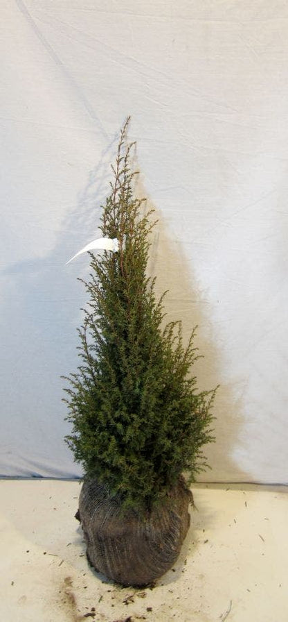  Jeneverbes (Juniperus Communis 'Hibernica')