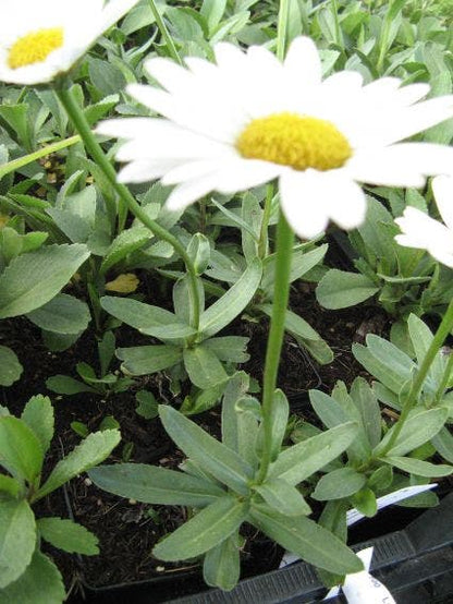  Herfstmagriet (Leucanthemum 'Becky')