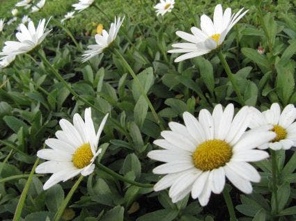  Herfstmagriet (Leucanthemum 'Becky')