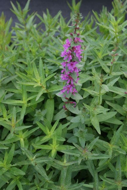  Kattestaart (Lythrum Salicaria 'Rosy Gem'')