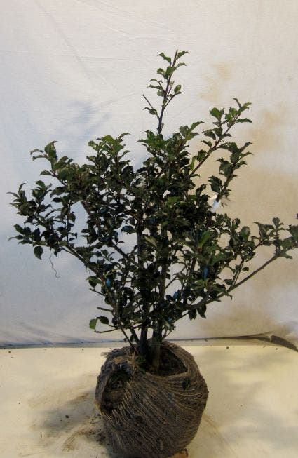  Blauwe Hulst (Ilex Meserveae 'Blue Princess')