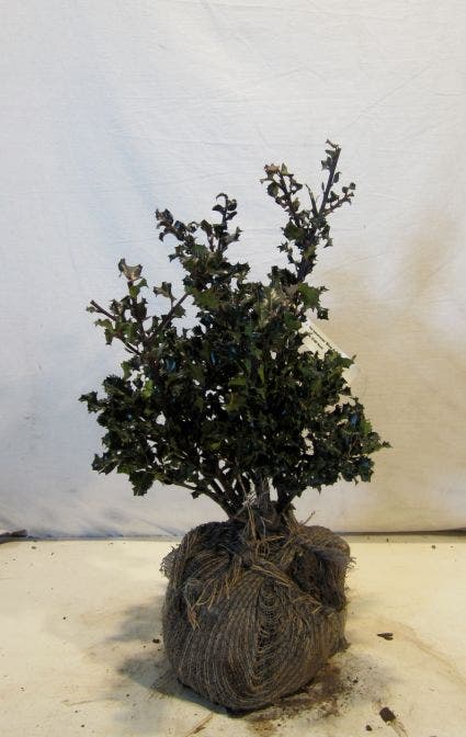  Blauwe Hulst (Ilex Meserveae 'Blue Angel')