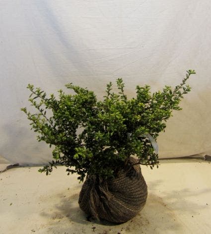  Chinese Hulst (Ilex Crenata 'Convexa')