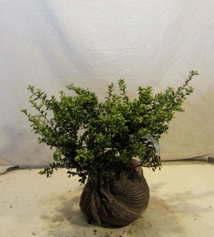  Chinese Hulst (Ilex Crenata 'Convexa')