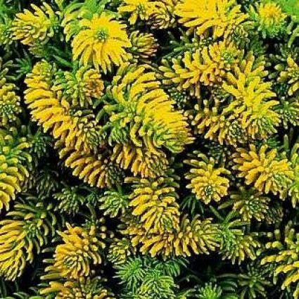  Vetkruid (Sedum Reflexum 'Angelina')