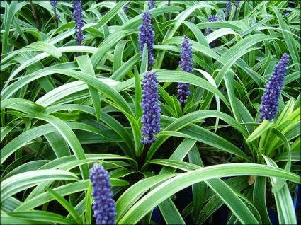  Leliegras (Liriope Muscari 'Gold Banded')