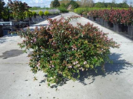  Abelia (Abelia Grandiflora 'Hopleys')