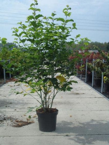  Japanse Slangehuidesdoorn (Acer Rufinerve)