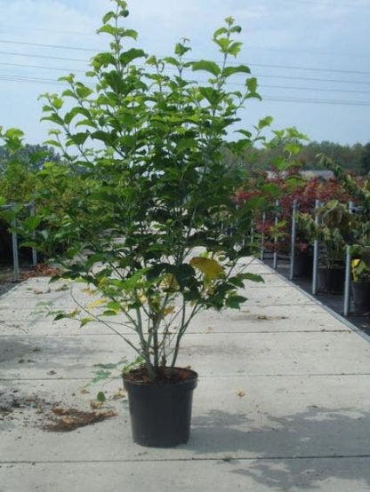  Japanse Slangehuidesdoorn (Acer Rufinerve)