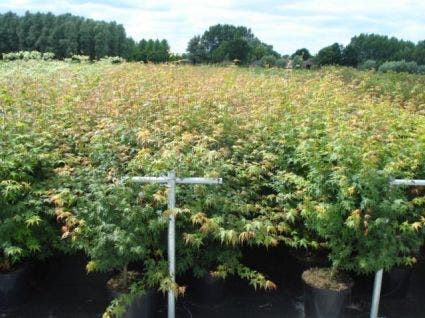  Japanse Esdoorn (Acer Palmatum)