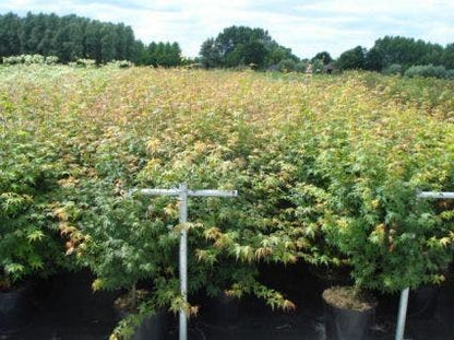  Japanse Esdoorn (Acer Palmatum)