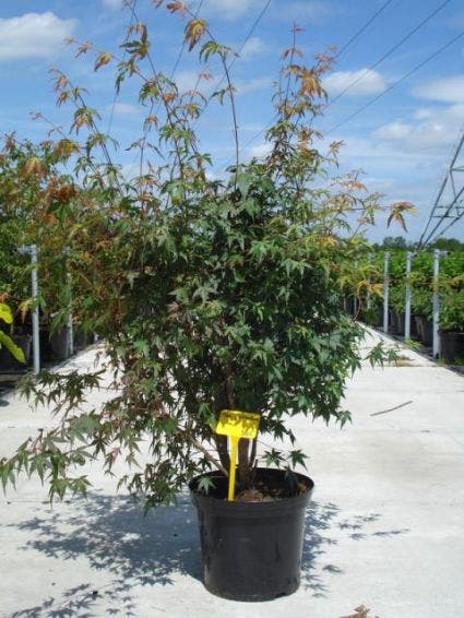  Japanse Esdoorn (Acer Palmatum)