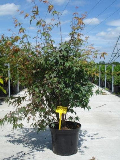  Japanse Esdoorn (Acer Palmatum)