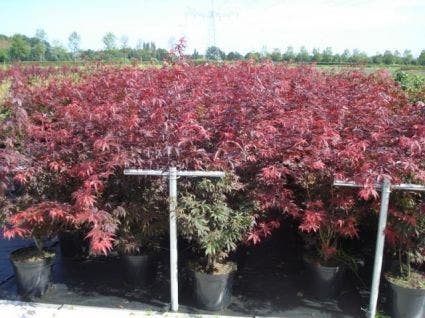  Japanse Esdoorn (Acer Palmatum 'Atropurpureum')