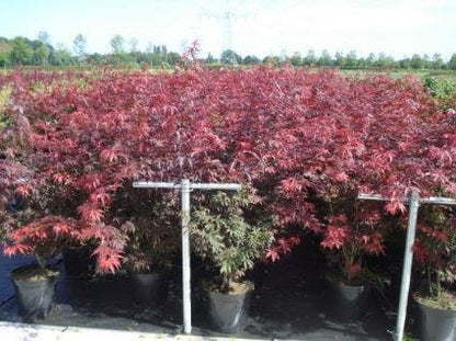  Japanse Esdoorn (Acer Palmatum 'Atropurpureum')