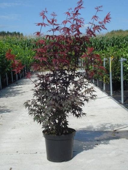  Japanse Esdoorn (Acer Palmatum 'Atropurpureum')