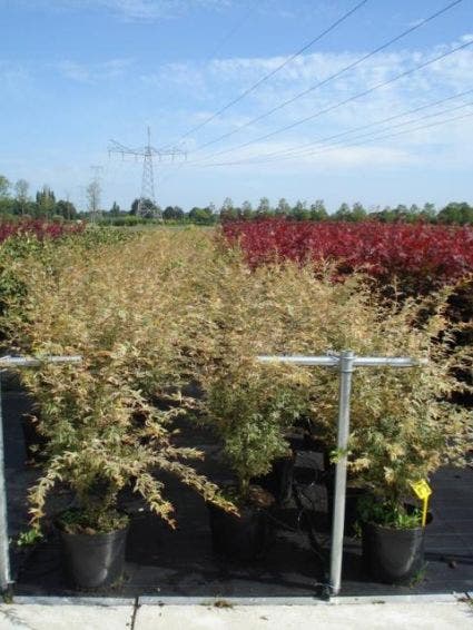  Japanse Esdoorn (Acer Palmatum 'Butterfly')
