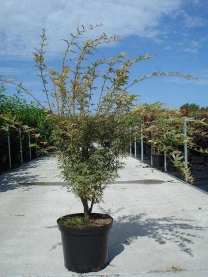  Japanse Esdoorn (Acer Palmatum 'Butterfly')