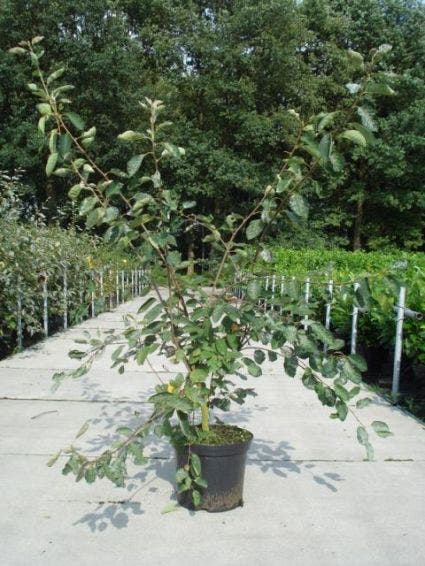  Krentenboom Als Struik (Amelanchier Lamarckii)